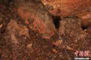 贵阳江西发现蜘蛛新物种 为研究呵叻蛛属适应区域提供依据