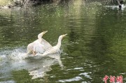 贵阳吉林：罕见白鸬鹚连续两年“故地重游”