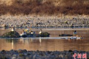 贵阳歙县完成安徽首个县域生物多样性调查 共记录物种近4千种