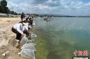 贵阳云南江川举行增殖放流活动 逾54万尾鱼游入星云湖